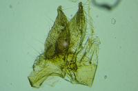 Monochroa rumicetella