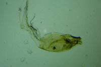 Monochroa rumicetella