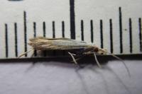 Coleophora currucipennella