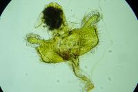 Coleophora currucipennella