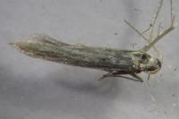 Coleophora argentula