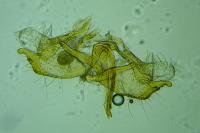 Coleophora argentula