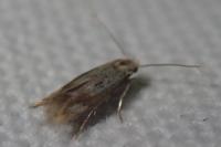 Elachista albidella
