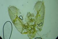 Elachista albidella