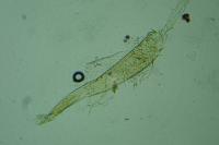 Elachista albidella