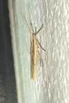 Ypsolopha mucronella