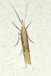 Ypsolopha mucronella