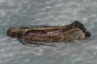 Acrolepiopsis vesperella