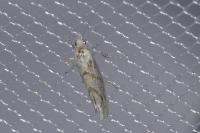 Ypsolopha persicella