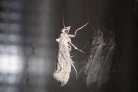 Ypsolopha persicella