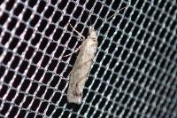 Ypsolopha persicella