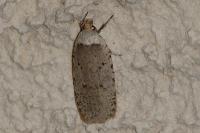 Agonopterix gr. adspersella