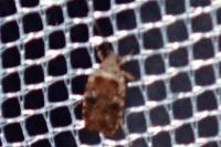 Agonopterix purpurea