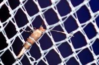 Phyllonorycter