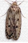 Hofmannophila pseudospretella