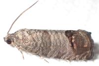 Cydia pomonella