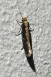 Monopis crocicapitella