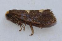 Incurvaria masculella