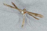 Stenoptilia zophodactyla