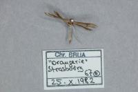 Stenoptilia zophodactyla