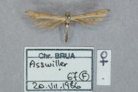 Stenoptilia pterodactyla
