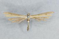 Stenoptilia pterodactyla