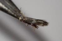 Elachista stabilella