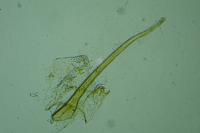 Elachista stabilella