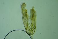 Elachista stabilella