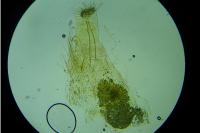 Phyllonorycter trifasciella