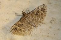Alucita hexadactyla