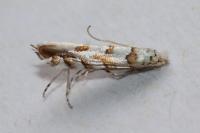 Phyllonorycter kuhlweiniella