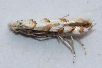 Phyllonorycter kuhlweiniella