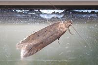 Bryotropha terrella
