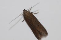 Bryotropha terrella