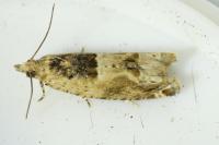Crocidosema plebejana