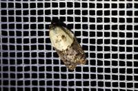 Acleris variegana