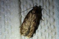 Depressaria albipunctella