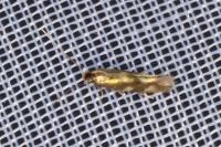 Bucculatrix nigricomella