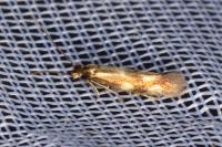 Bucculatrix nigricomella