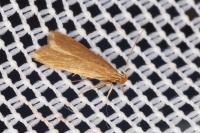 Helcystogramma rufescens
