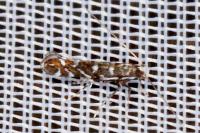 Parectopa ononidis