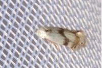 Pseudopostega crepusculella