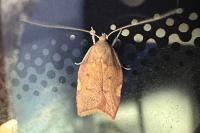 Carcina quercana