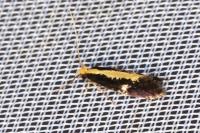 Monopis obviella