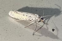 Yponomeuta