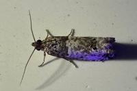 Notocelia incarnatana