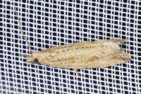 Bactra