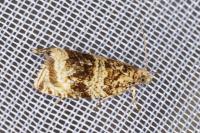 Celypha lacunana