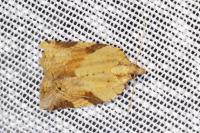 Clepsis spectrana